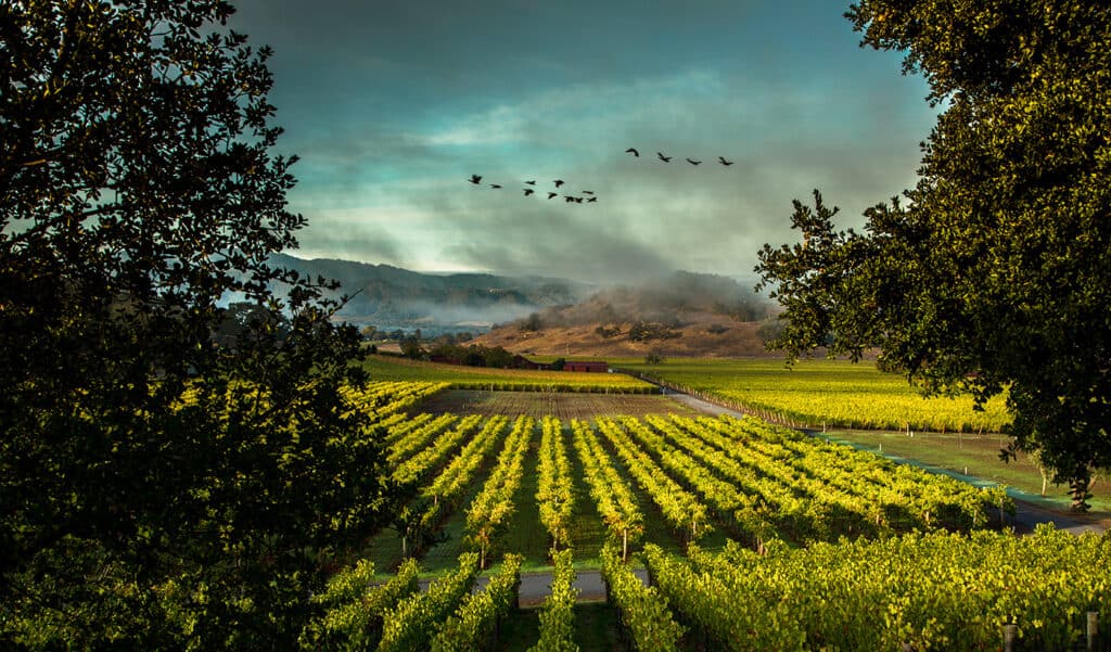 screaming eagle cabernet